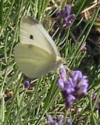 cabbage white image