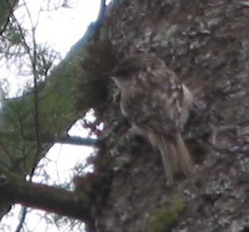 brown_creeper