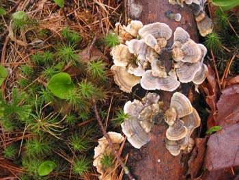 fungus