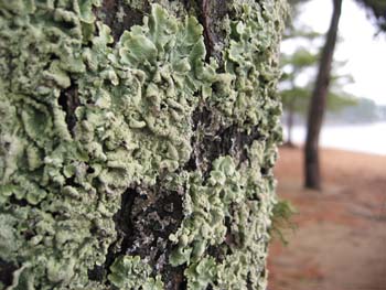 lichens