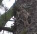 brown_creeper