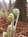 fernage_2