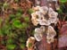 fungus