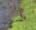 green_heron
