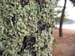 lichens